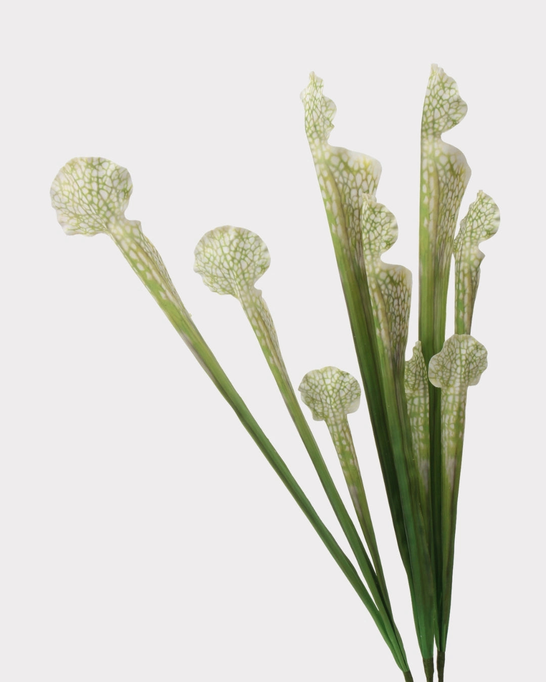 Pitcher Plant Faux Foliage in White