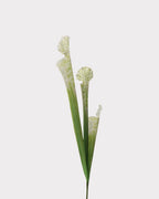 Pitcher Plant Faux Foliage in White