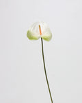 Real Touch Artificial Heart-Shaped Anthurium Stem 23"