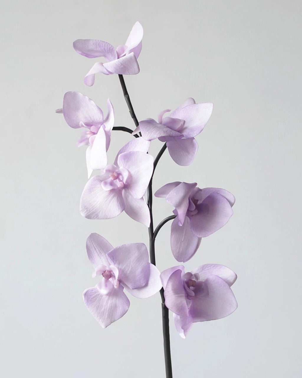 Real Touch Artificial Phalaenopsis Orchid 25"