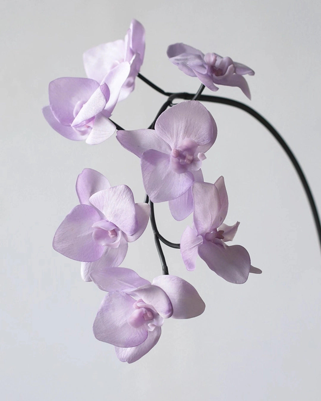 Real Touch Artificial Phalaenopsis Orchid 25"