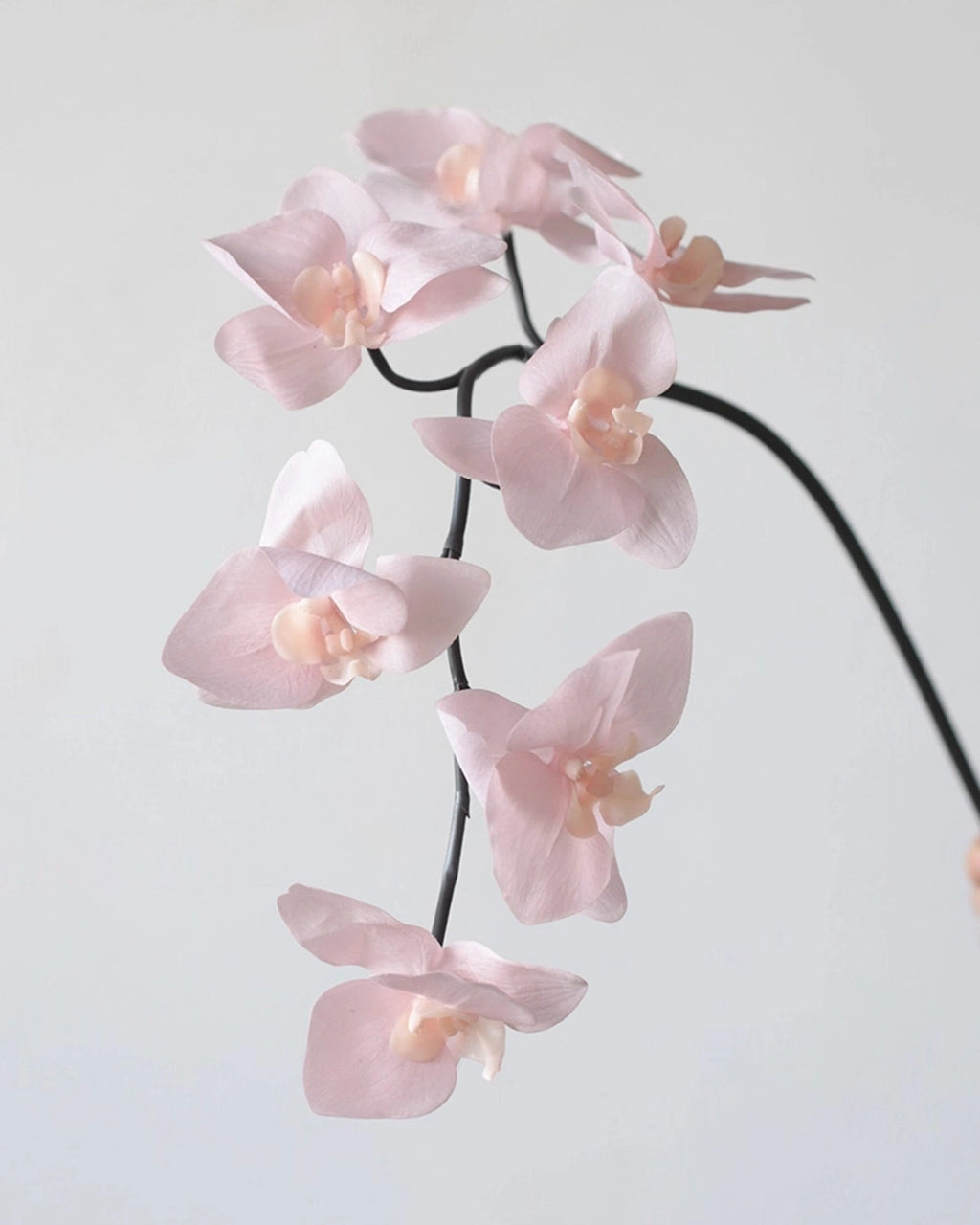 Real Touch Artificial Phalaenopsis Orchid 25"