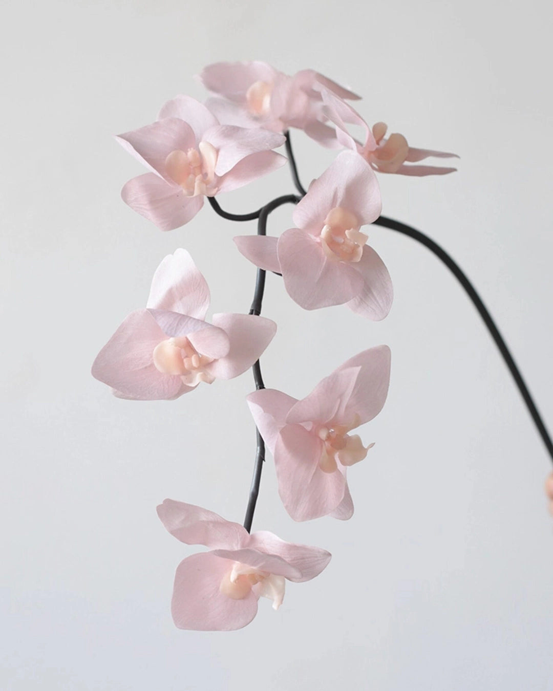 Real Touch Artificial Phalaenopsis Orchid 25"