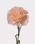Real Touch Carnation Faux Flower - 20"