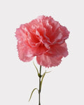 Real Touch Carnation Faux Flower - 20"