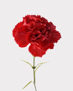 Real Touch Carnation Faux Flower - 20"