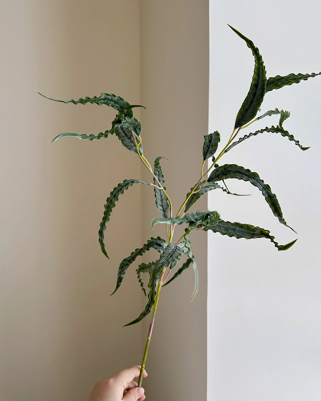 Real Touch Curled Eucalyptus Stem 27"