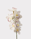 Real Touch Cymbidium Orchid Faux Flower