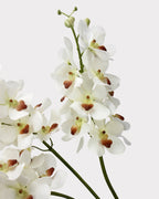 Real Touch Faux Vanda Orchid - 27.6