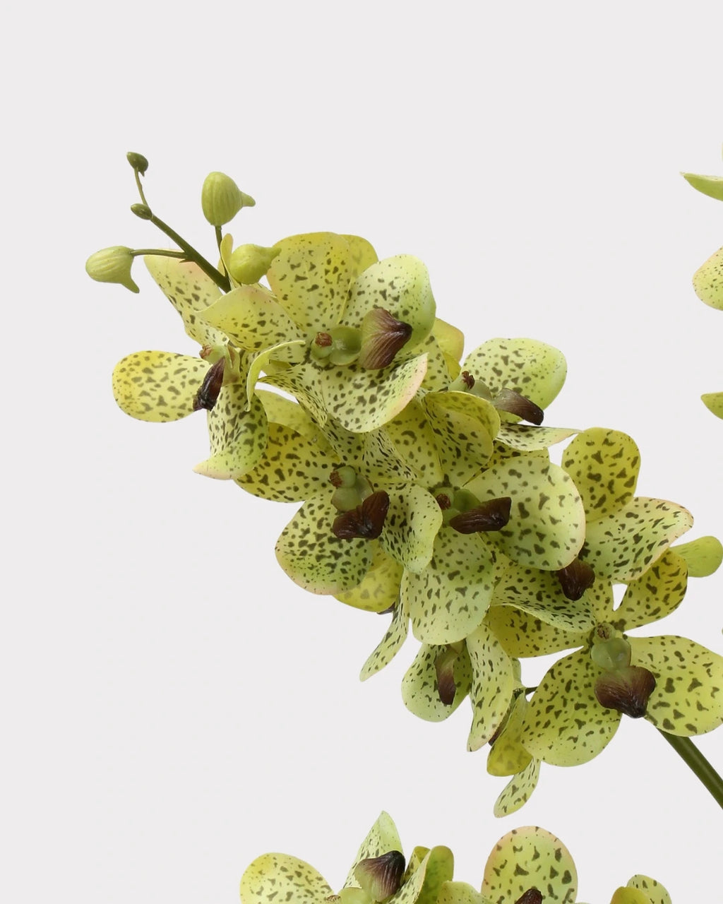 Real Touch Faux Vanda Orchid - 27.6