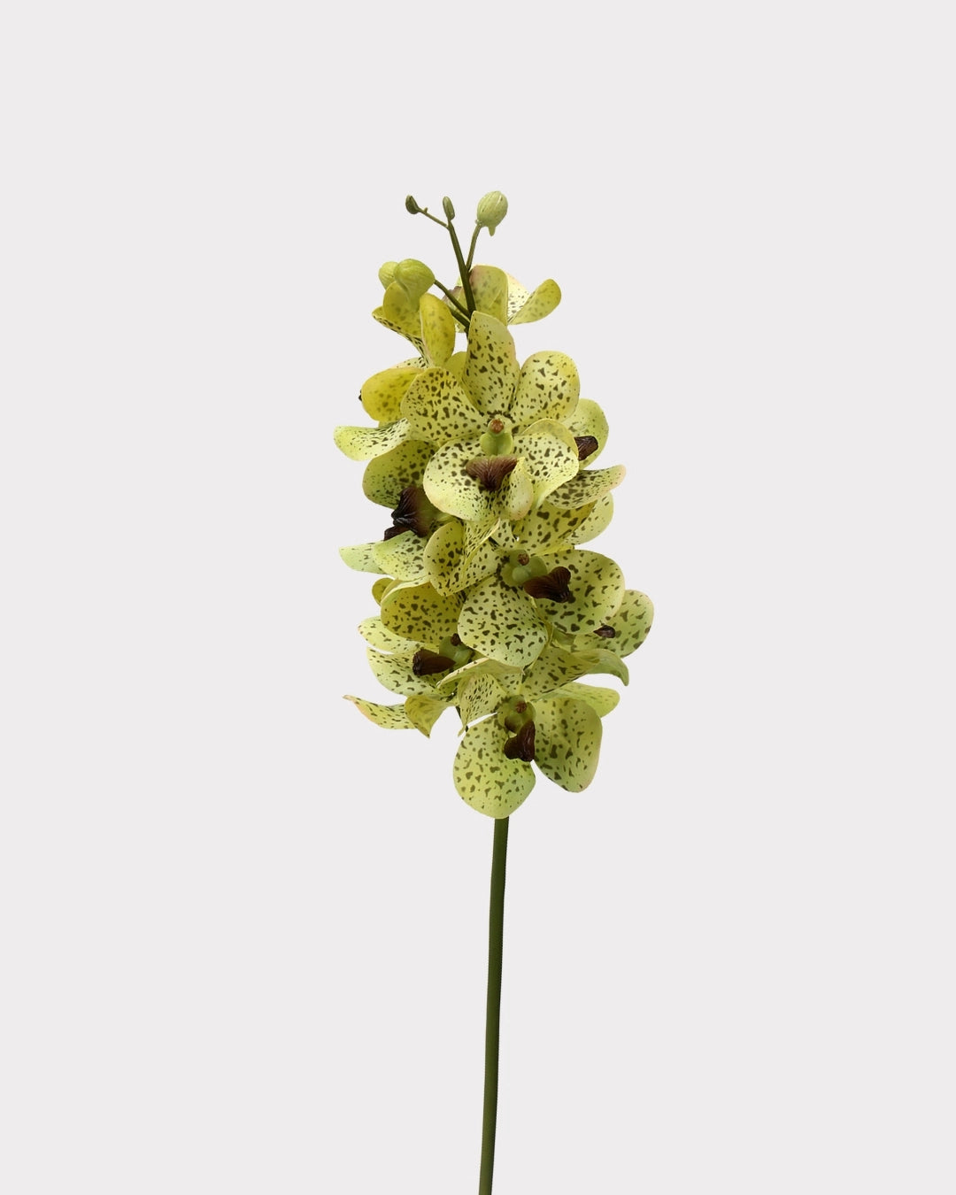 Real Touch Faux Vanda Orchid - 27.6