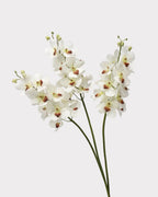 Real Touch Faux Vanda Orchid - 27.6