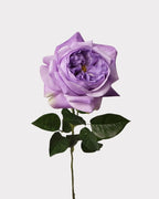 Real Touch Juliet Style Rose Faux Flower - 27.2"