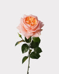 Real Touch Juliet Style Rose Faux Flower - 27.2"