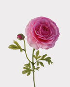 Real Touch Ranunculus Faux Flower in Deep Pink - 22"