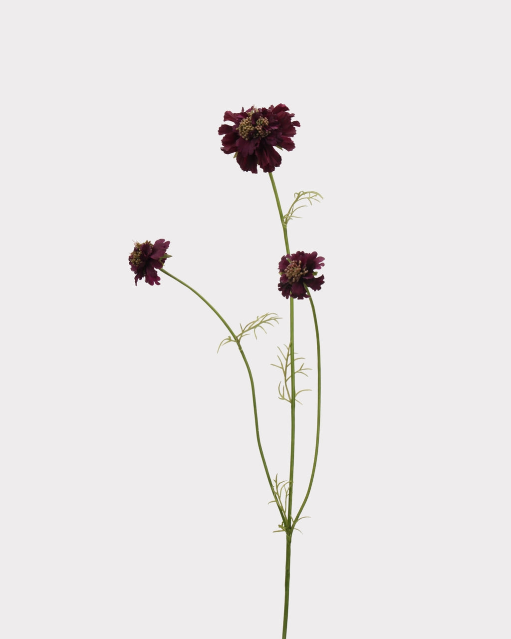 Rustic Country Garden Faux Cosmos Flower Stem - 31.1"