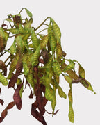 Silver Wattle Faux Foliage in Caramel - 32"