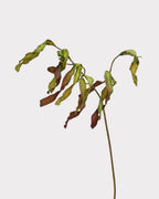 Silver Wattle Faux Foliage in Caramel - 32"