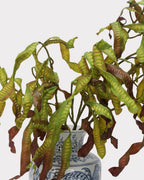 Silver Wattle Faux Foliage in Caramel - 32"