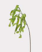 Silver Wattle Faux Foliage in Green - 32"