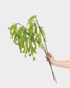 Silver Wattle Faux Foliage in Green - 32"