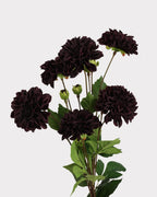 Real Touch Moisturizing Faux Dahlia Flower - 22.8"