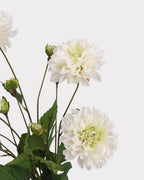 Real Touch Moisturizing Faux Dahlia Flower - 22.8"