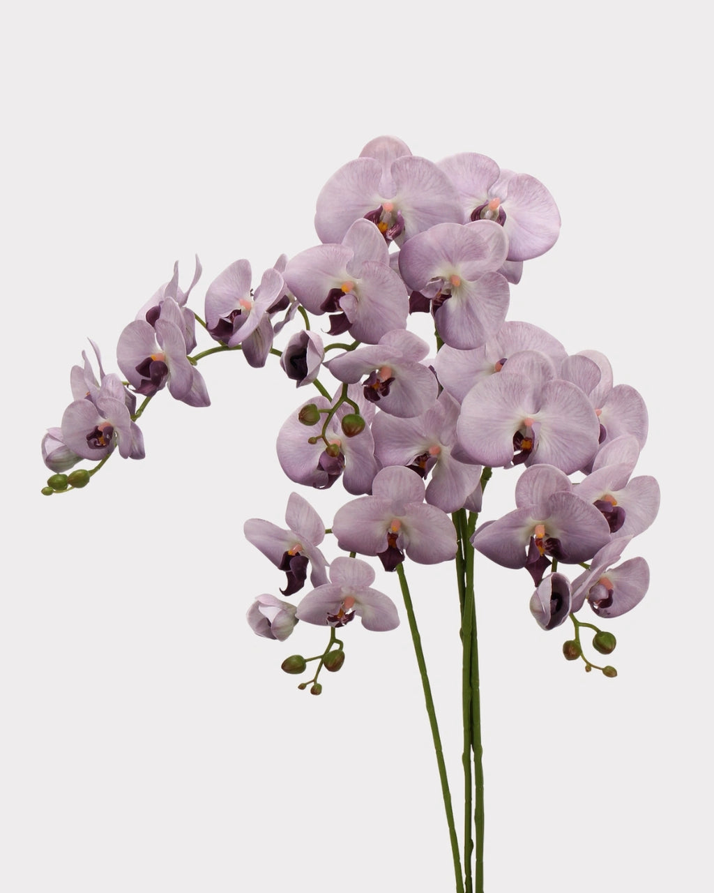 Real Touch Phalaenopsis Orchid Faux Flower - 37.4"