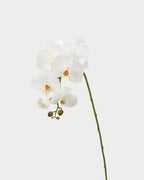 Real Touch Phalaenopsis Orchid Faux Flower - 37.4"