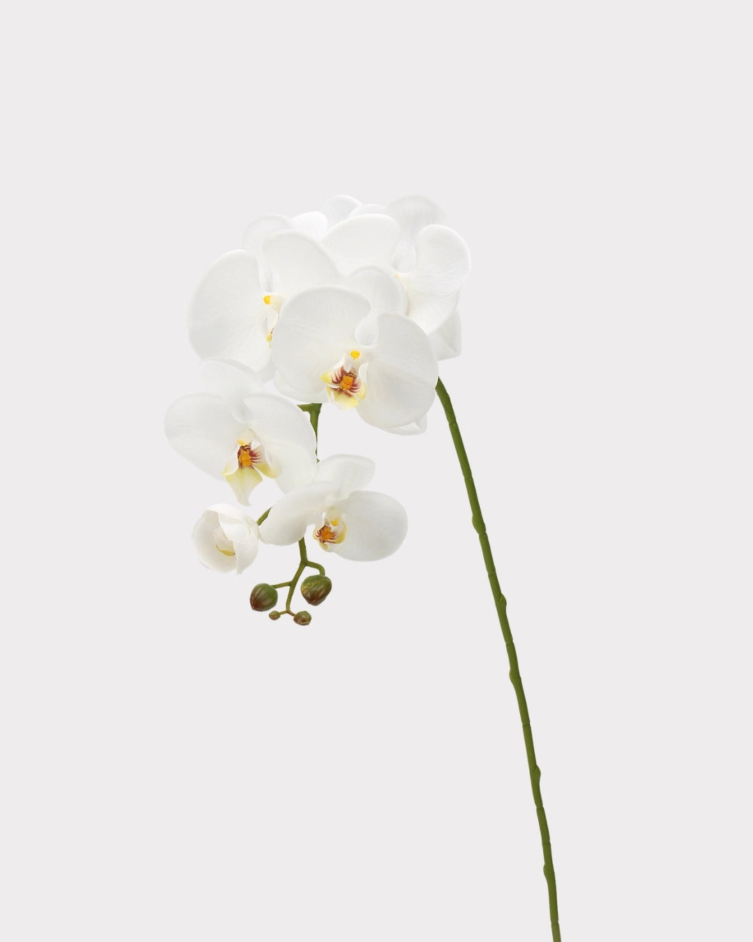 Real Touch Phalaenopsis Orchid Faux Flower - 37.4"