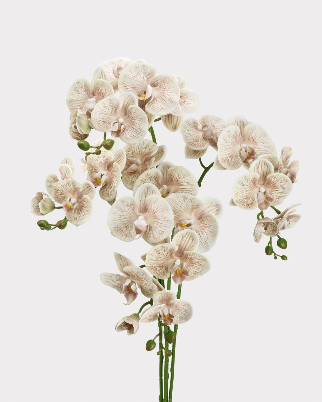 Real Touch Phalaenopsis Orchid Faux Flower - 37.4"