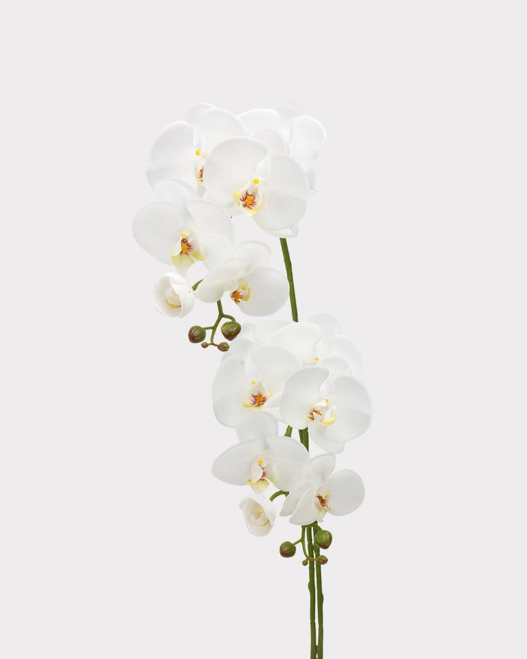 Real Touch Phalaenopsis Orchid Faux Flower - 37.4"