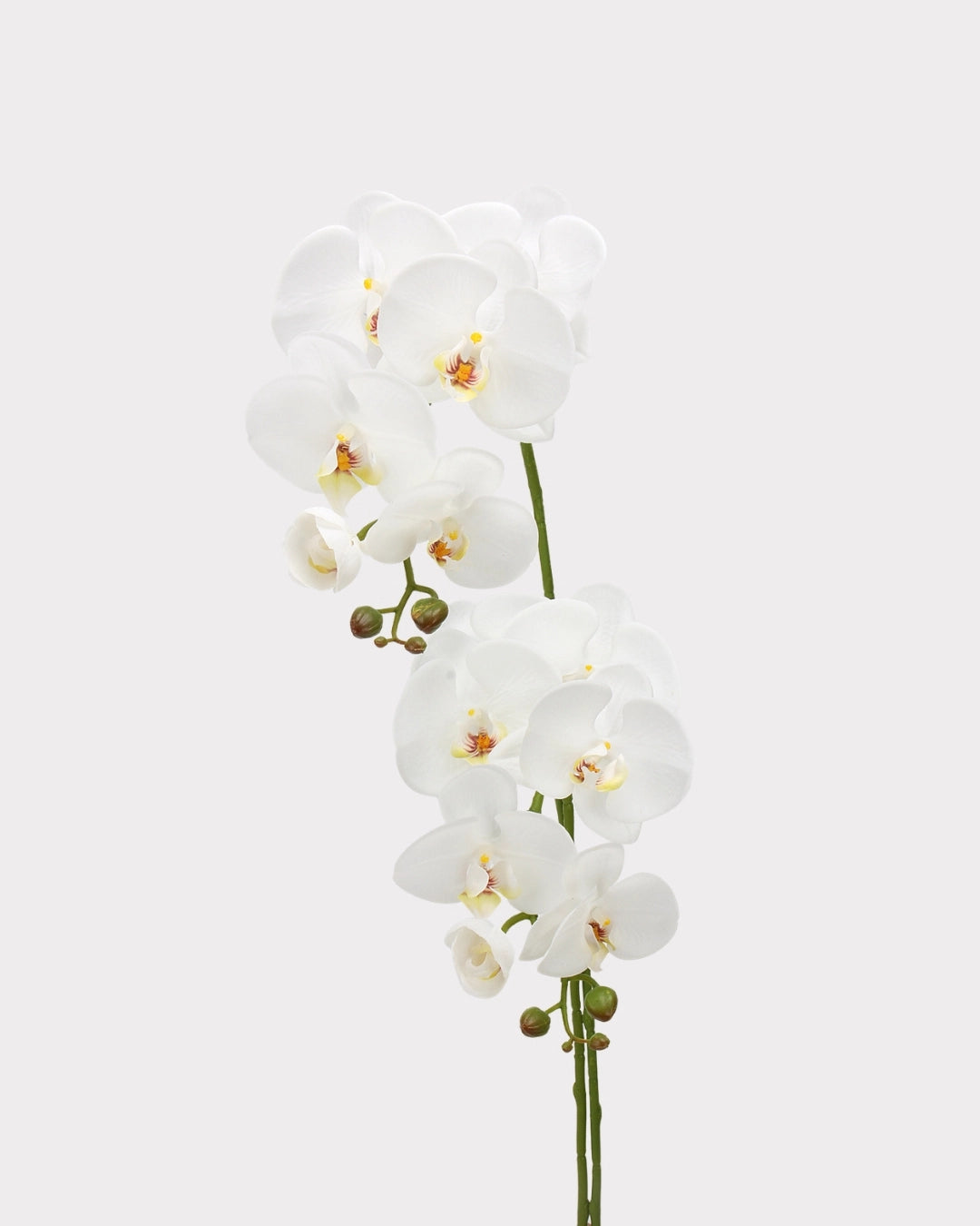 Real Touch Phalaenopsis Orchid Faux Flower - 37.4"