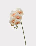 Real Touch Phalaenopsis Orchid Faux Flower - 37.4"