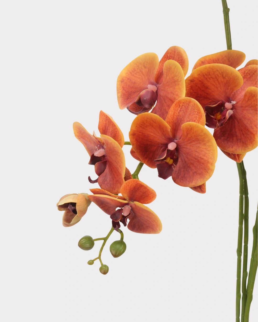 Real Touch Phalaenopsis Orchid Faux Flower - 37.4"