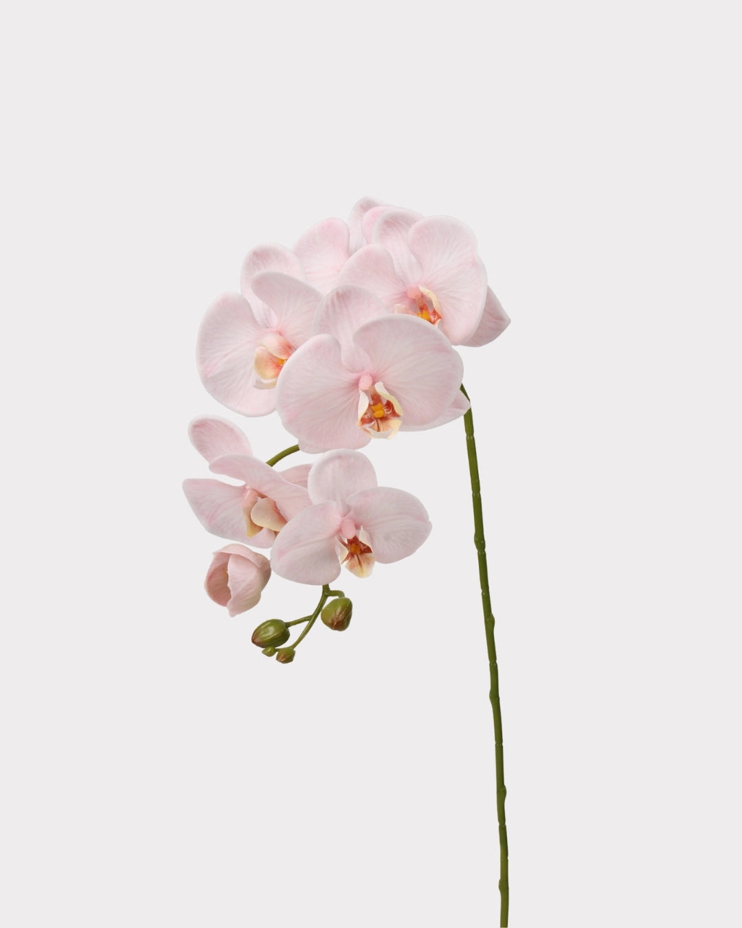 Real Touch Phalaenopsis Orchid Faux Flower - 37.4"