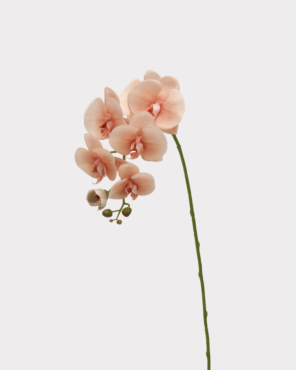 Real Touch Phalaenopsis Orchid Faux Flower - 37.4"