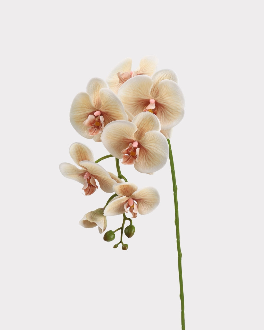 Real Touch Phalaenopsis Orchid Faux Flower - 37.4"