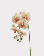 Real Touch Phalaenopsis Orchid Faux Flower - 37.4"