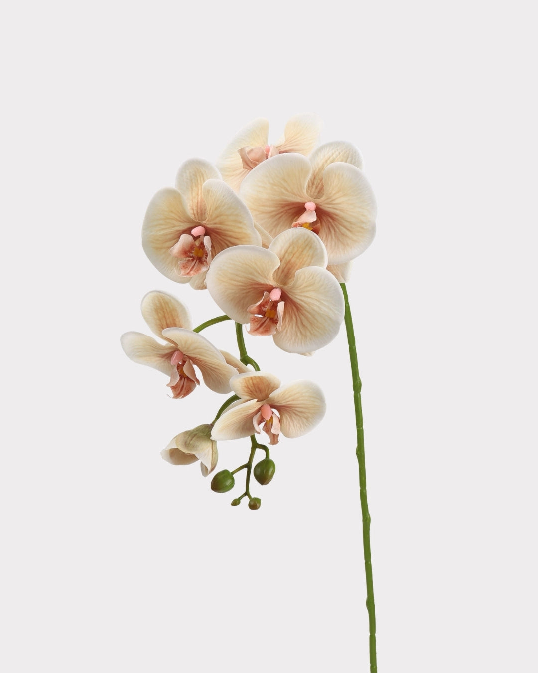 Real Touch Phalaenopsis Orchid Faux Flower - 37.4"
