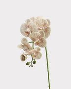 Real Touch Phalaenopsis Orchid Faux Flower - 37.4"