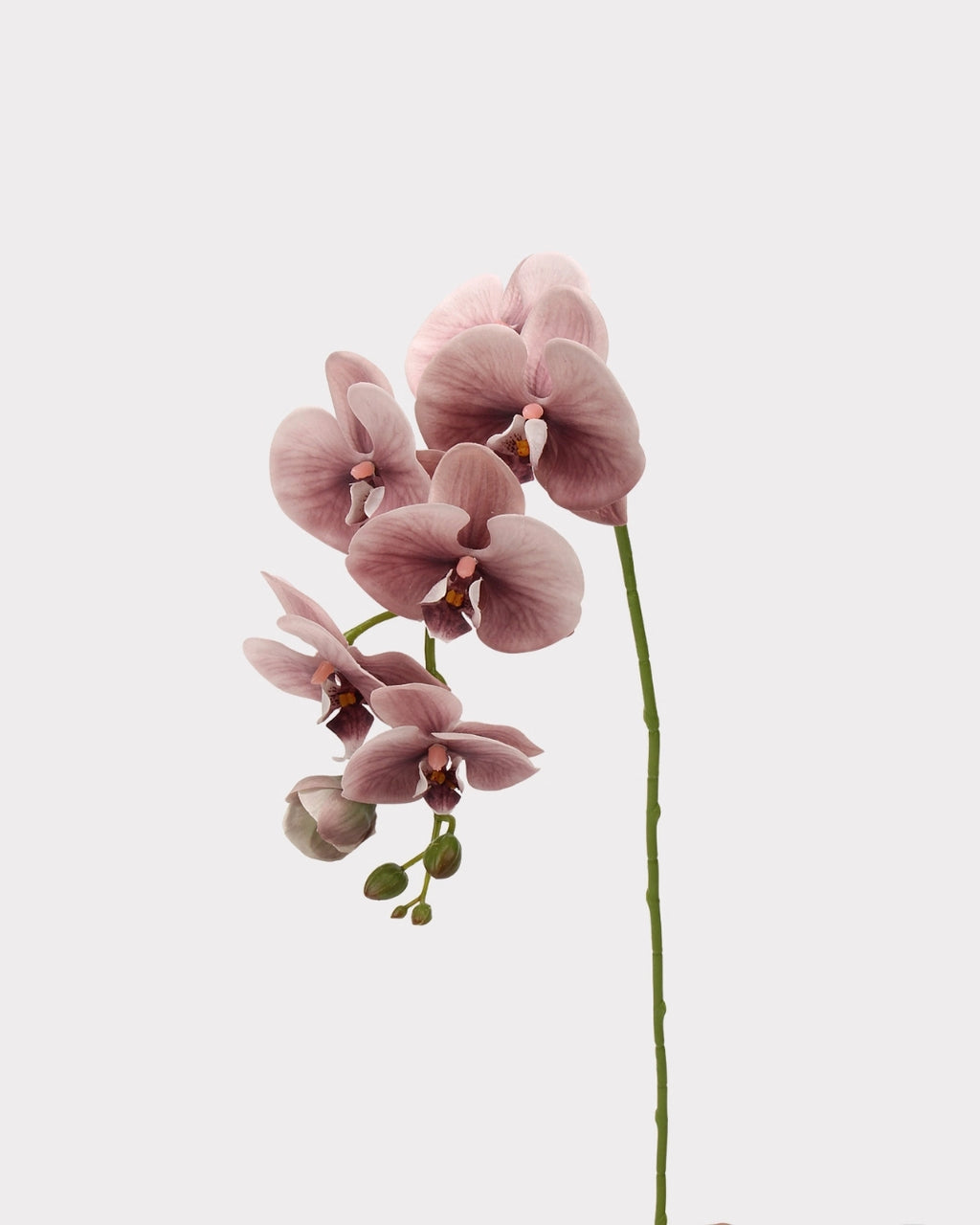 Real Touch Phalaenopsis Orchid Faux Flower - 37.4"