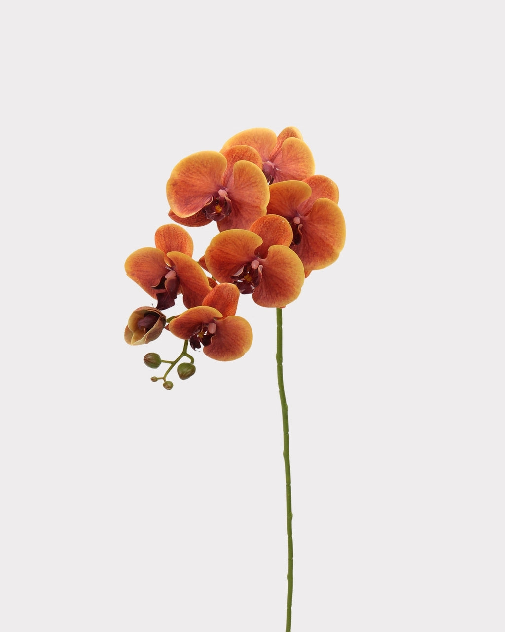 Real Touch Phalaenopsis Orchid Faux Flower - 37.4"
