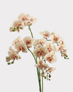 Real Touch Phalaenopsis Orchid Faux Flower - 37.4"