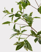 Spoon Leaf Faux Foliage - 42"