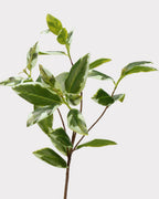 Spoon Leaf Faux Foliage - 42"