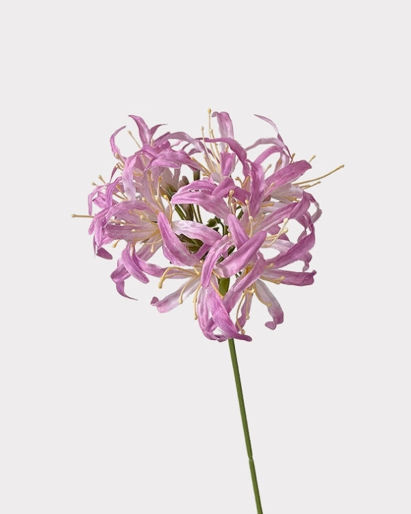 Star Moon Artificial Agapanthus 31"