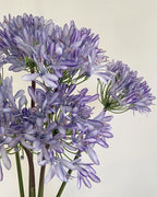 Tall Artificial Agapanthus Stem 25"