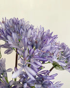 Tall Artificial Agapanthus Stem 25"