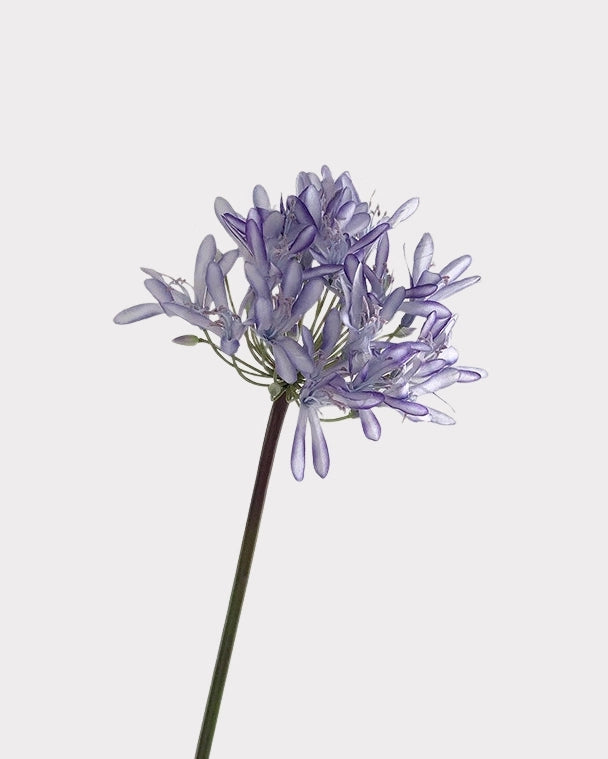 Tall Artificial Agapanthus Stem 25"